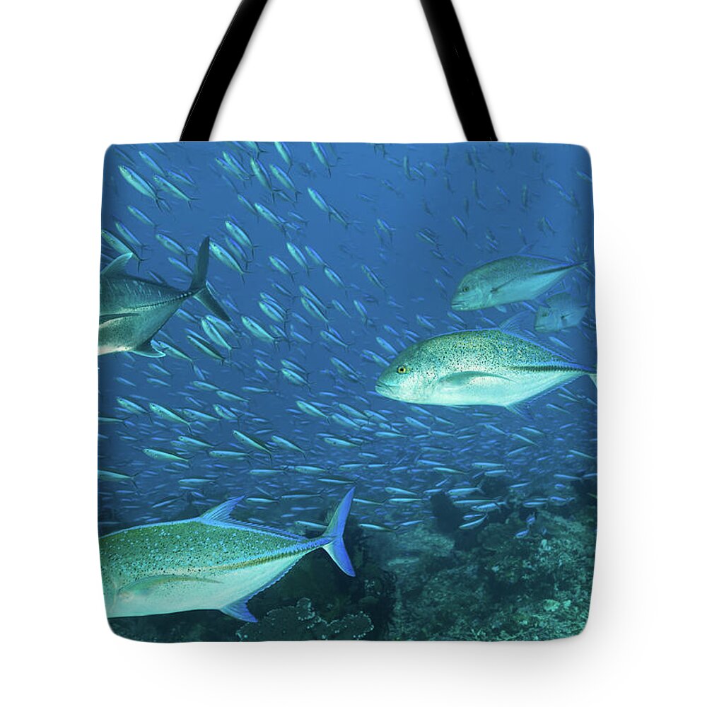 Underwater Tote Bag featuring the photograph Hunting Giant Trevally And Bluefin by Ifish