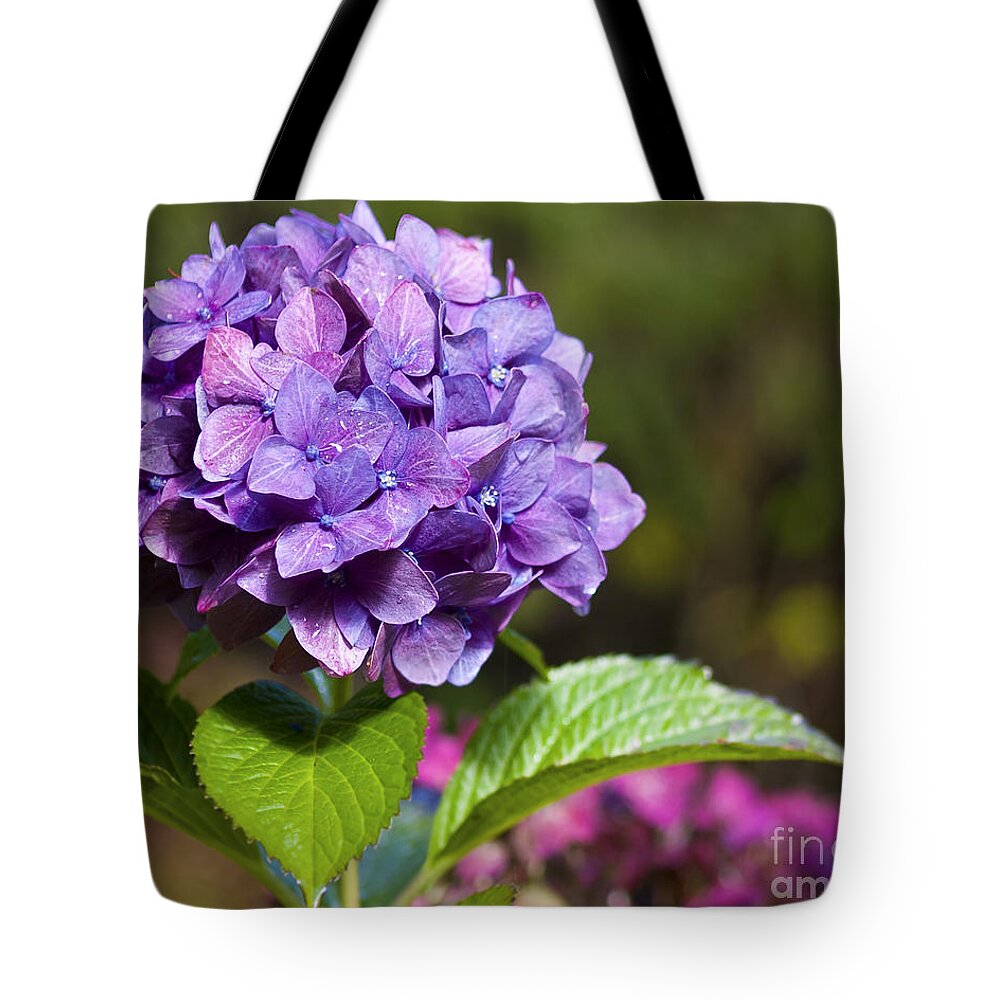 Hydrangea Tote Bag featuring the photograph Hydrangea by Belinda Greb