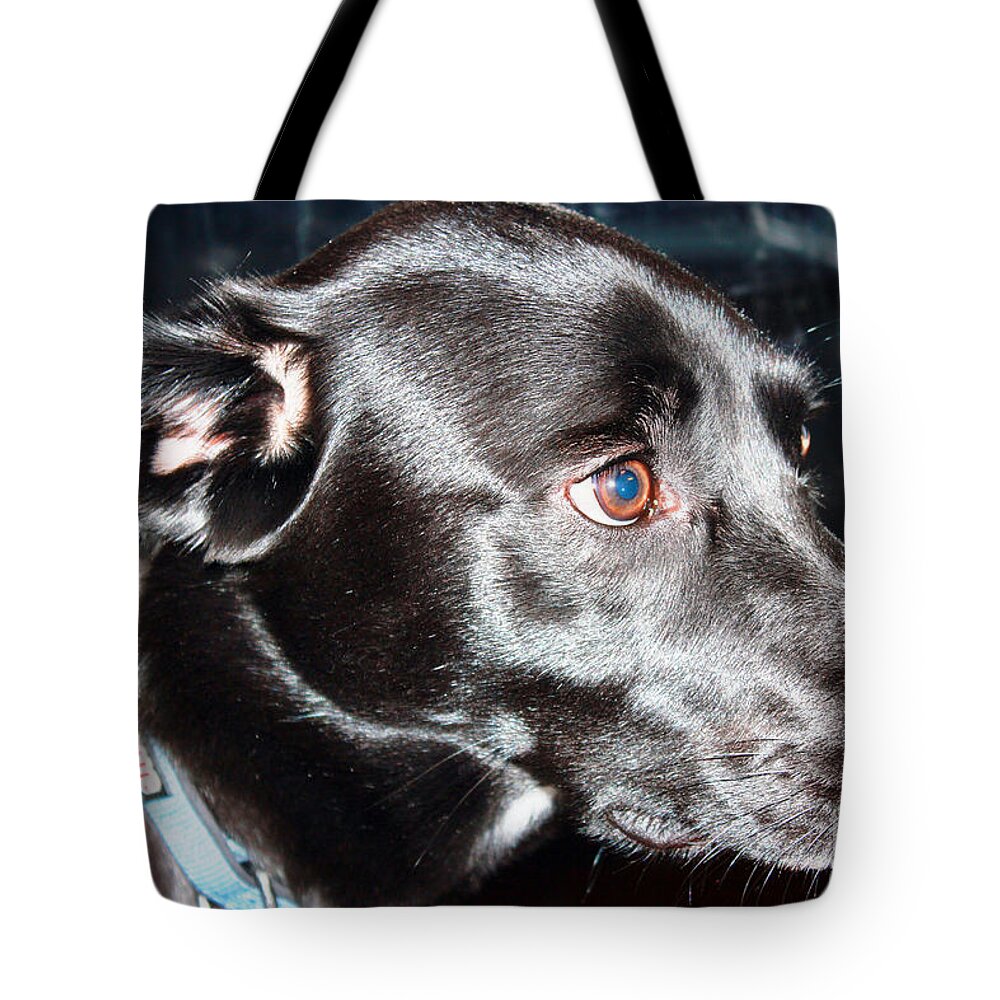 Milo Is A Lab Mix.beautiful Loving Boy. Tote Bag featuring the photograph I Am Ready For My Profile Shot by Judy Palkimas