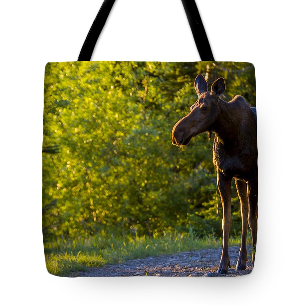 North Idaho Tote Bag featuring the photograph I dont care how long you wait Im not moving by Albert Seger