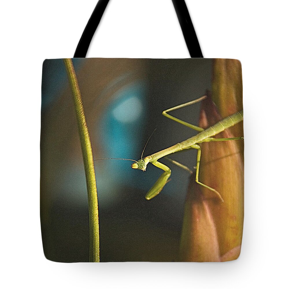 Mantodea Tote Bag featuring the photograph I Pray For You... by Tammy Schneider