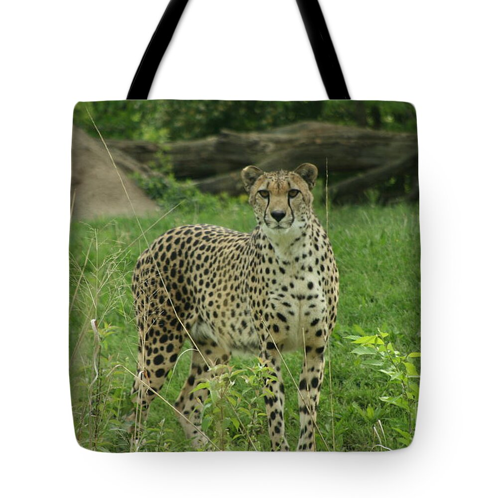 Cheetah Tote Bag featuring the photograph I Spy by Crystal Nederman