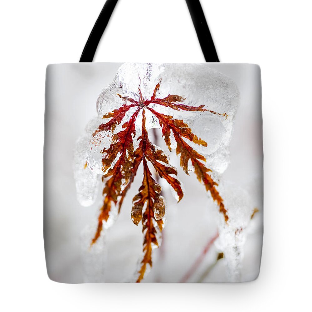 Leaf Tote Bag featuring the photograph Icy winter leaf 2 by Elena Elisseeva