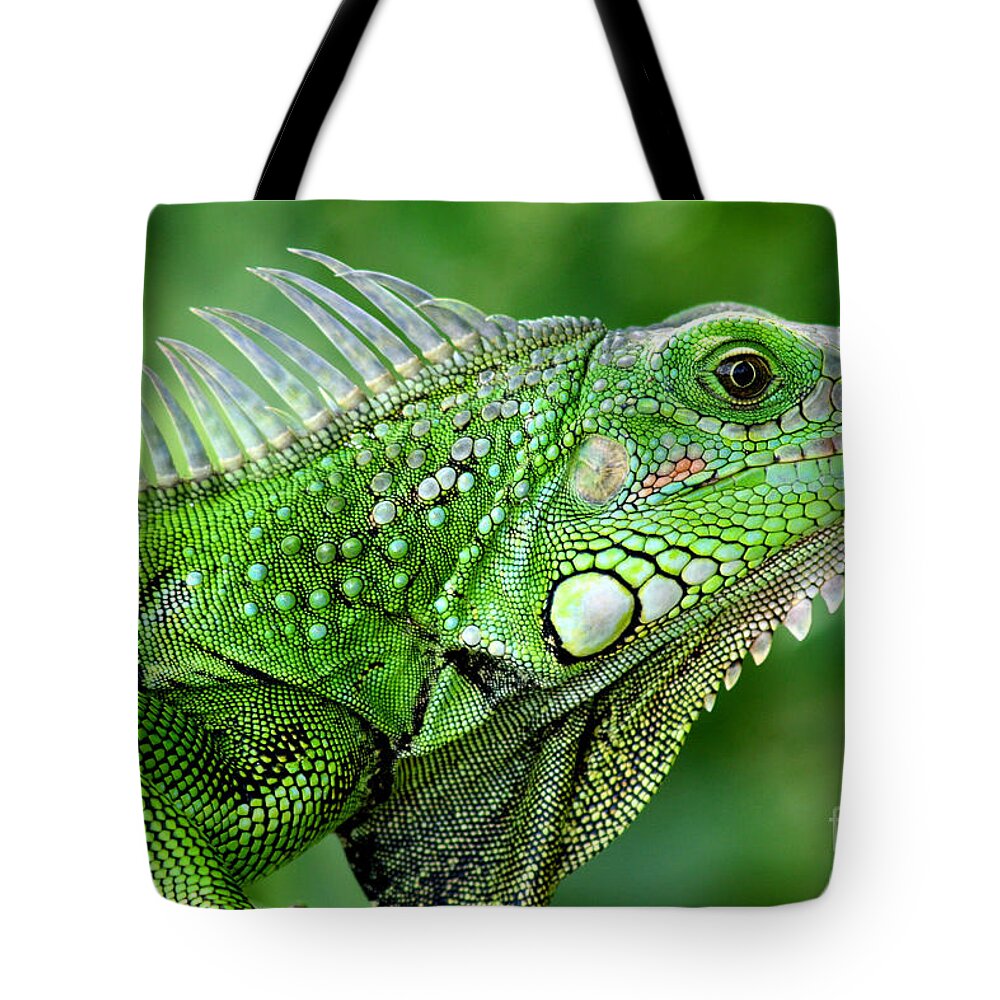 Nature Tote Bag featuring the photograph Iguana by Francisco Pulido