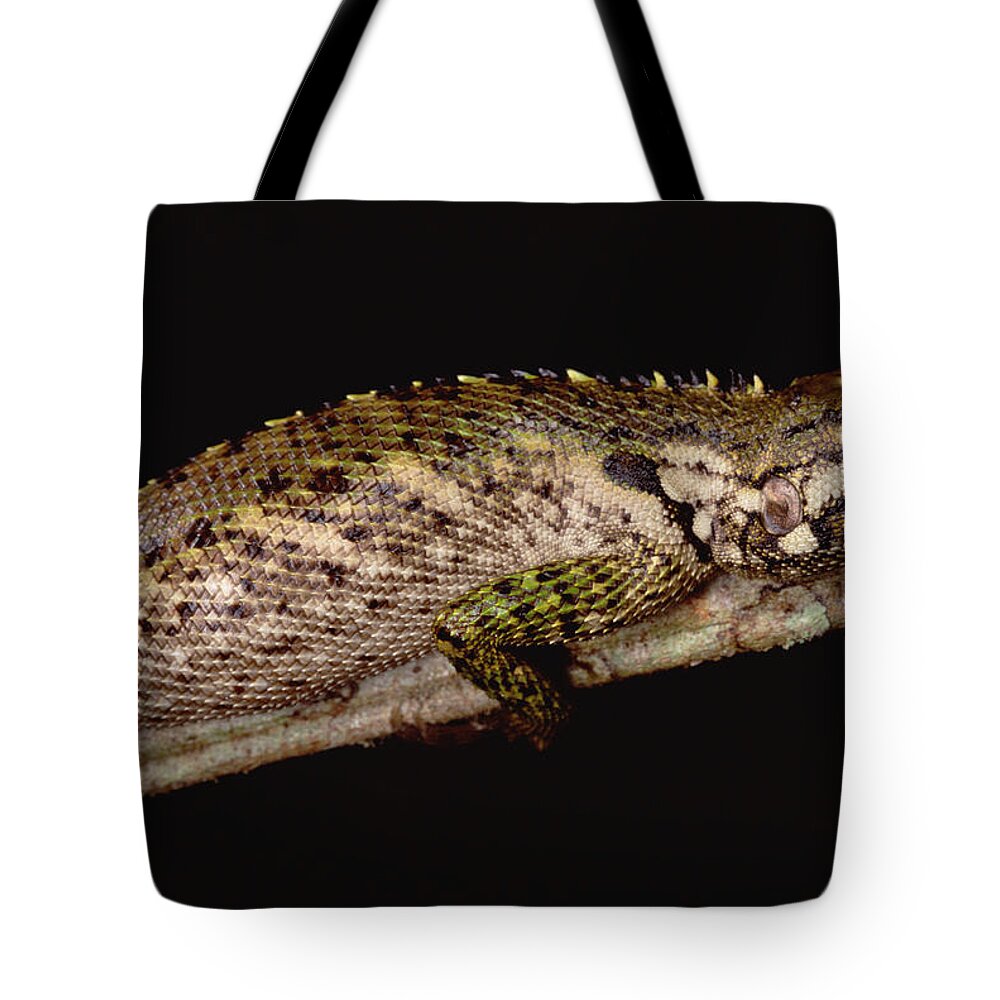 Feb0514 Tote Bag featuring the photograph Iguanid Lizard Portrait Amazonian Peru by Mark Moffett