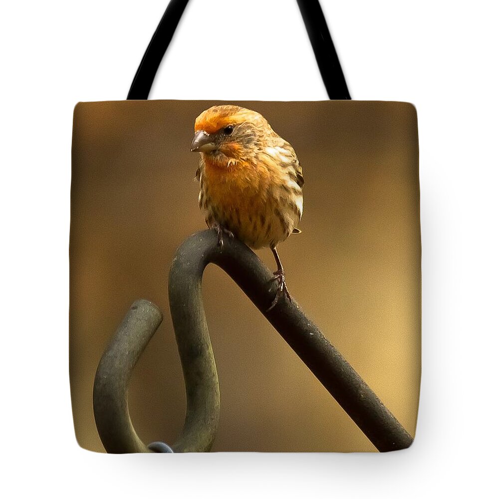 Purple Finch Tote Bag featuring the photograph I'm Orange by Robert L Jackson