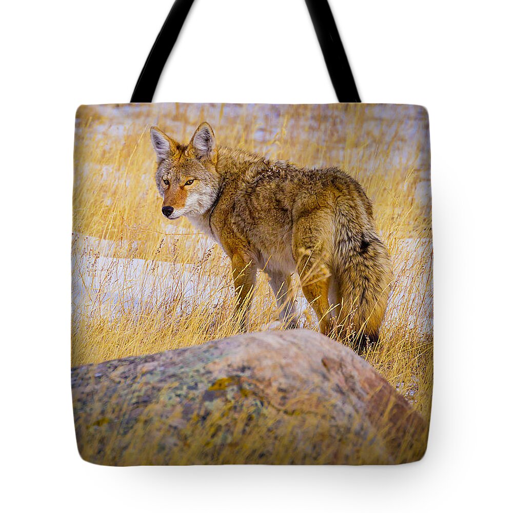 Coyote Tote Bag featuring the photograph In Ancient Feral Tongue by Fred J Lord