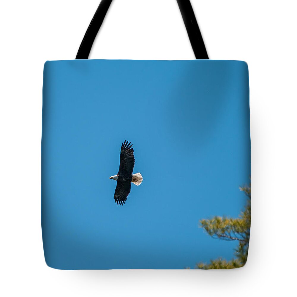Bald Eagle Tote Bag featuring the photograph In Flight by Brenda Jacobs
