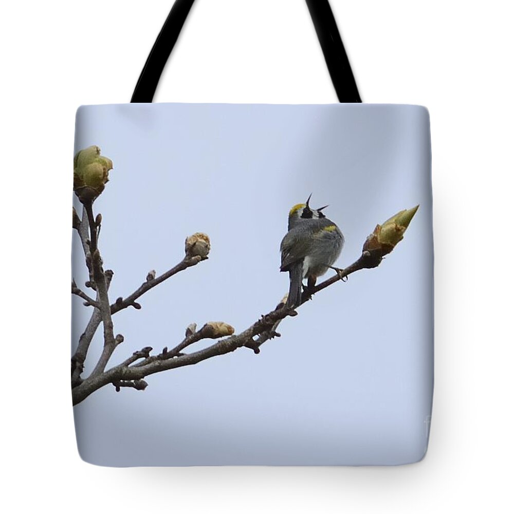 Threatened Species Tote Bag featuring the photograph In Song by Randy Bodkins