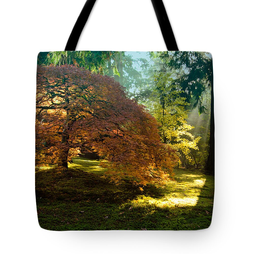 Japanese Maple Tote Bag featuring the photograph In the Gentle Autumn Light by Don Schwartz