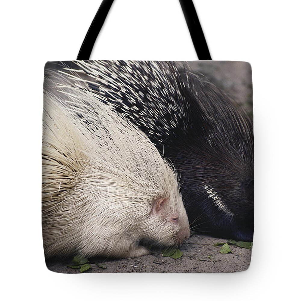 Nature Tote Bag featuring the photograph Indian-crested Porcupines Normal by Tom McHugh