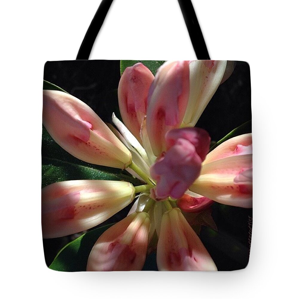 Isa_flowers Tote Bag featuring the photograph Ingenue, Afternoon Sunlight On An by Anna Porter