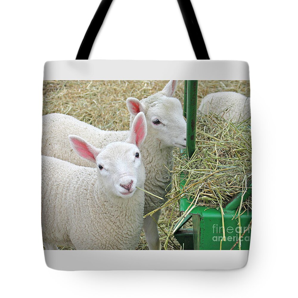 Lamb Tote Bag featuring the photograph Innocence by Ann Horn