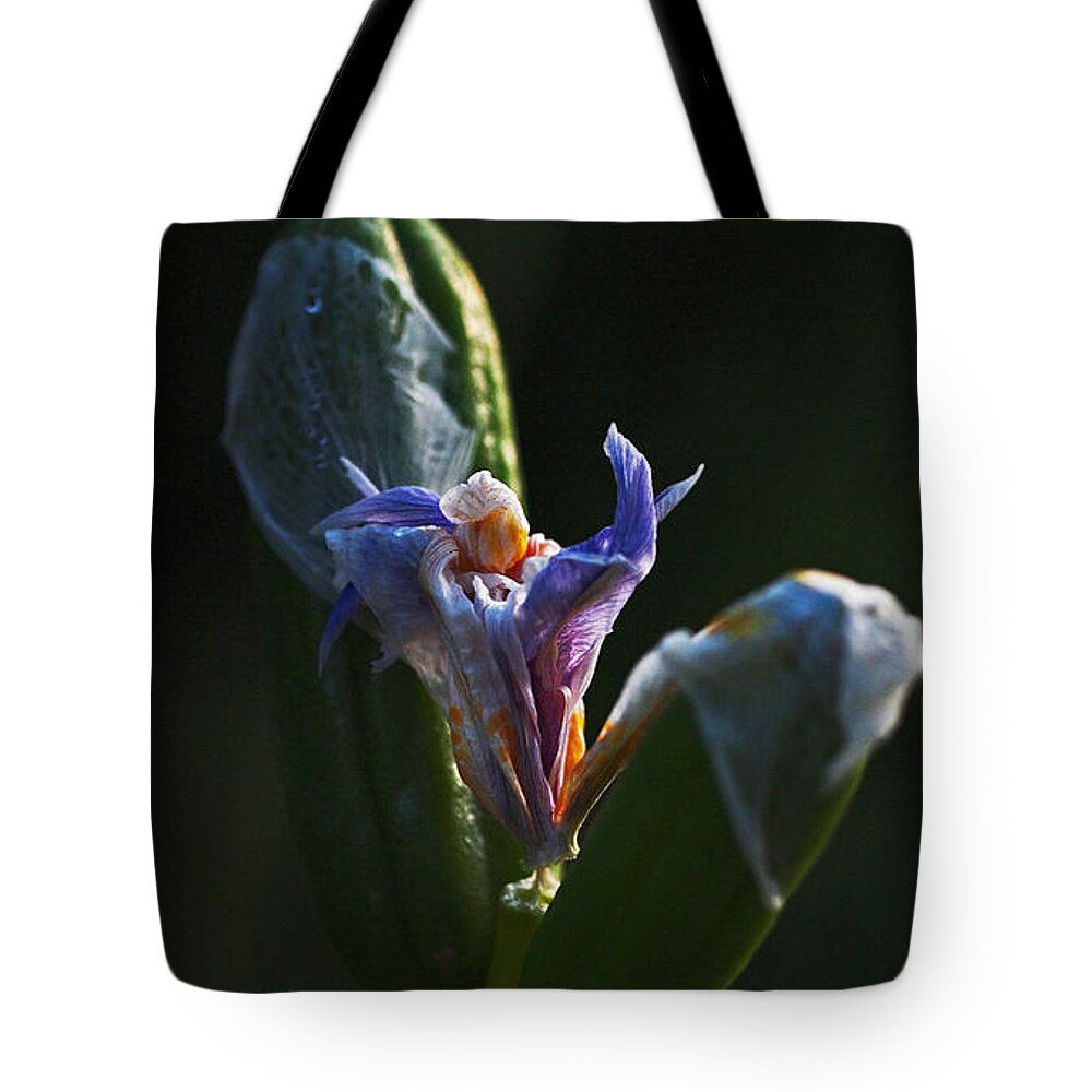 Iris Tote Bag featuring the photograph Iris Emerging by Rona Black