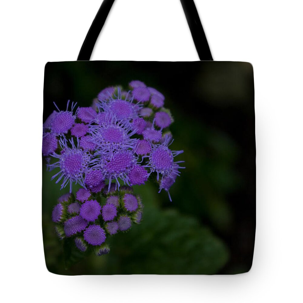 Flower Tote Bag featuring the photograph Is That Purple by Greg Graham