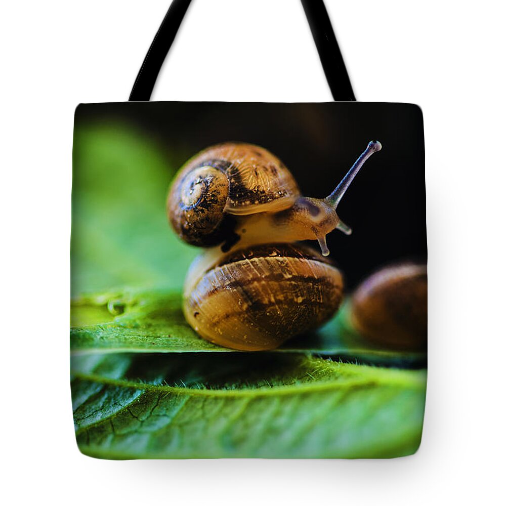 Nature Tote Bag featuring the photograph It Pays To Rise Early by Marta Cavazos-Hernandez