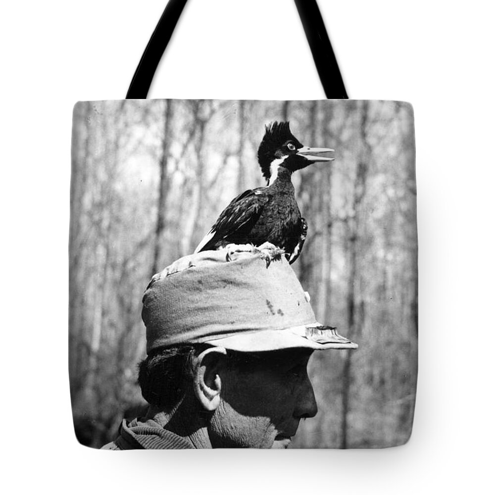 Bird Tote Bag featuring the photograph Ivory-billed Woodpecker Nestling by James T. Tanner