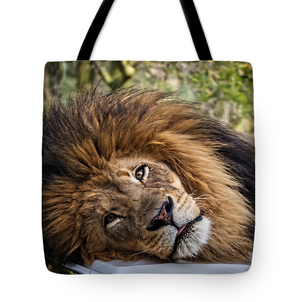 Lion Tote Bag featuring the photograph Izu the Lion by John Haldane