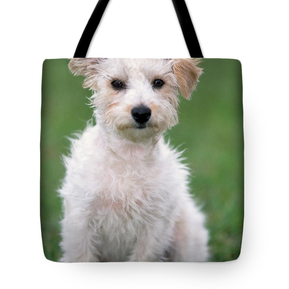 Dog Tote Bag featuring the photograph Jack Russell Terrier Mix Puppy by Johan De Meester