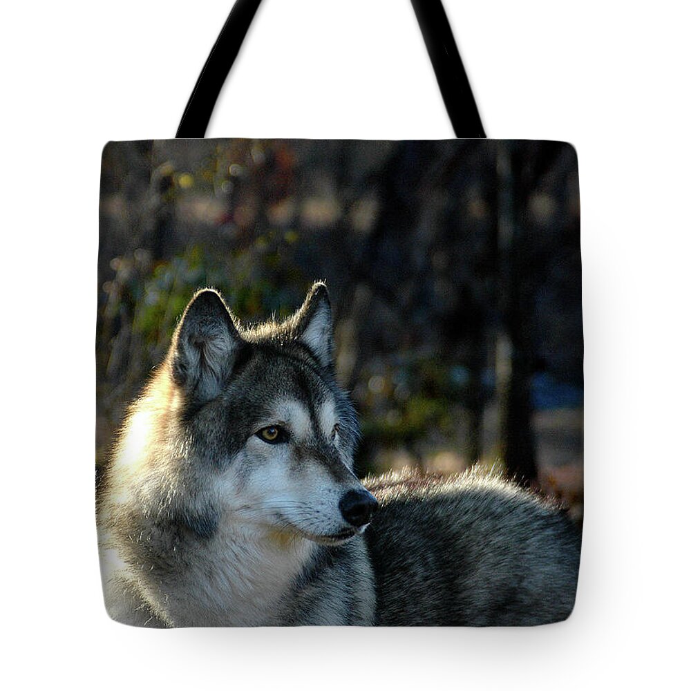 Wildlife Tote Bag featuring the photograph Jacoba by Jill Westbrook