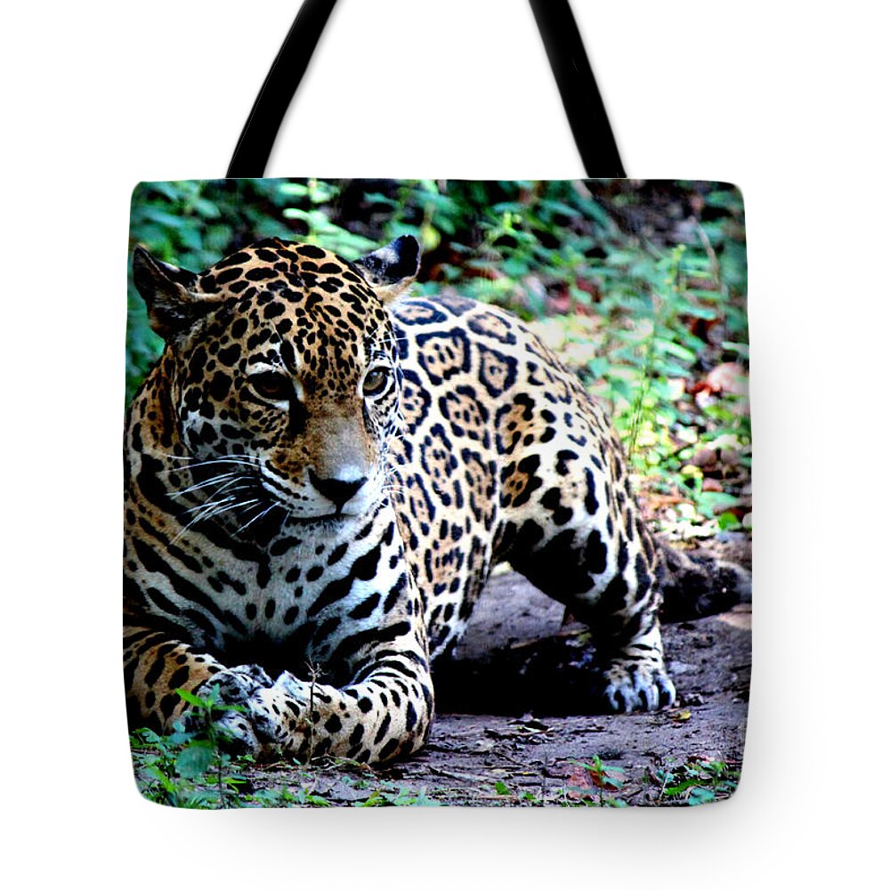 Jaguar Tote Bag featuring the photograph Jaguar Crouching by Kathy White