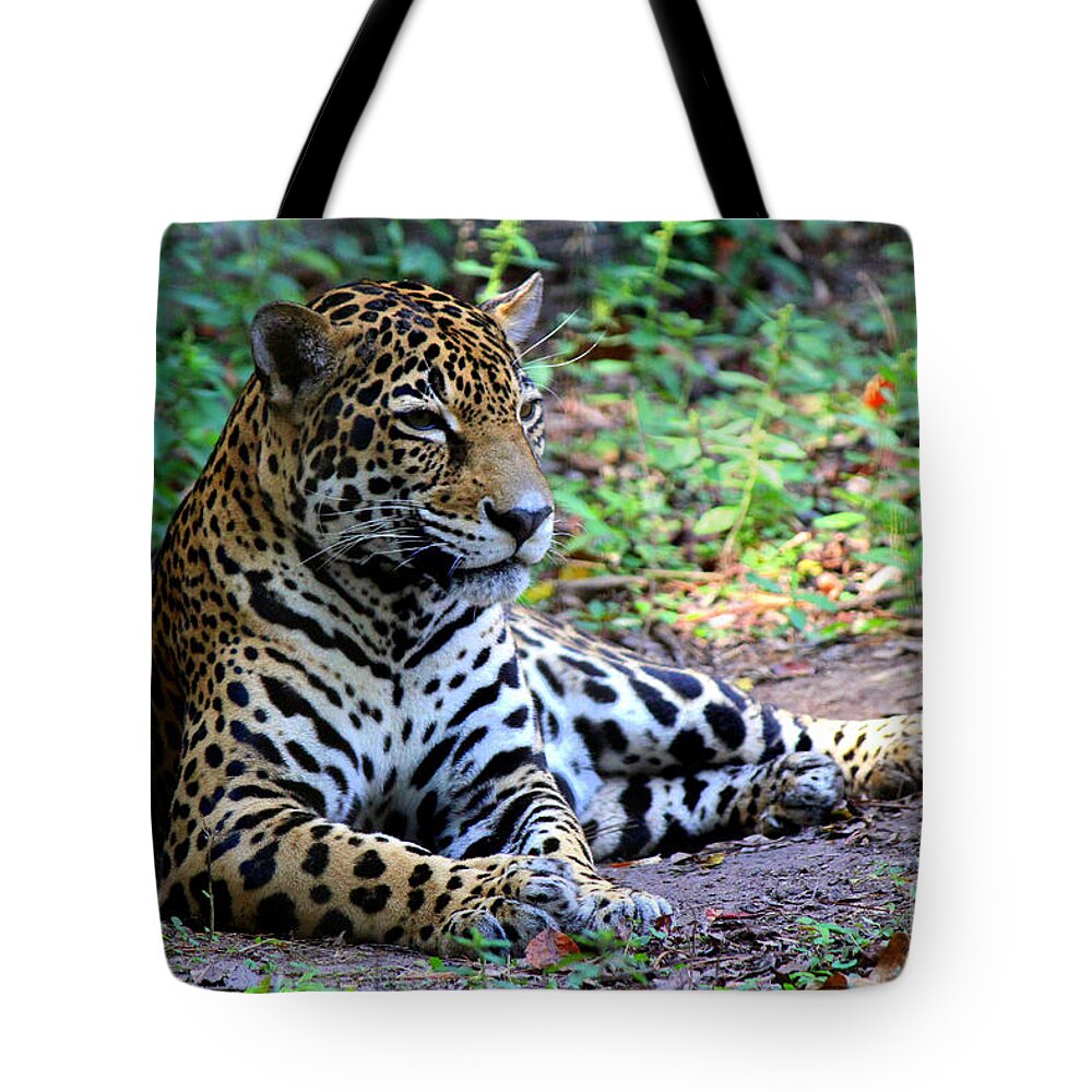 Big Cats Tote Bag featuring the photograph Jaguar Resting from Play by Kathy White