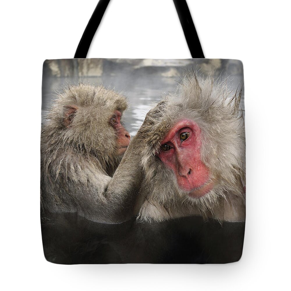 534269 Tote Bag featuring the photograph Japanese Macaque Grooming In Hot Spring by Hiroya Minakuchi