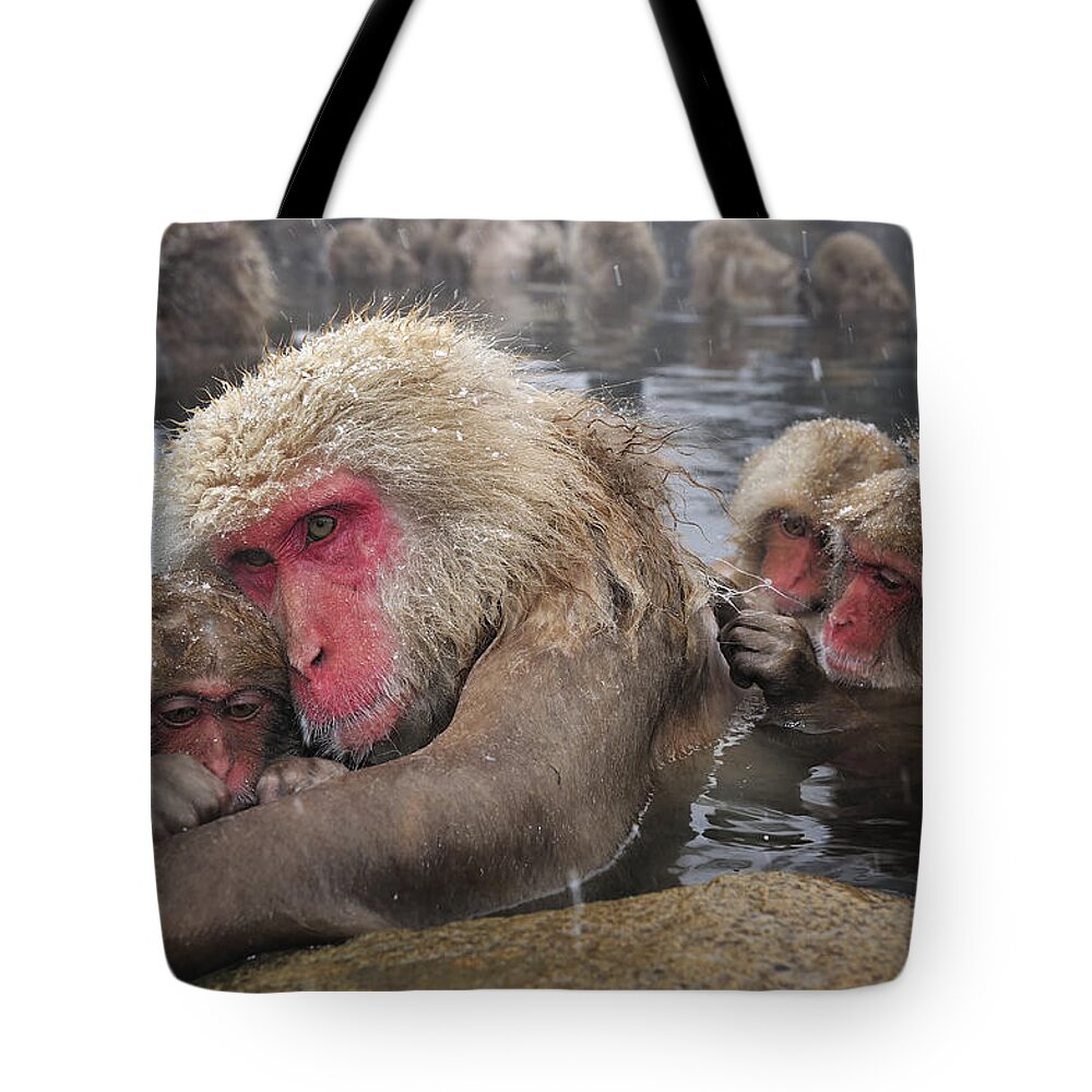 Thomas Marent Tote Bag featuring the photograph Japanese Macaque Grooming Mother by Thomas Marent