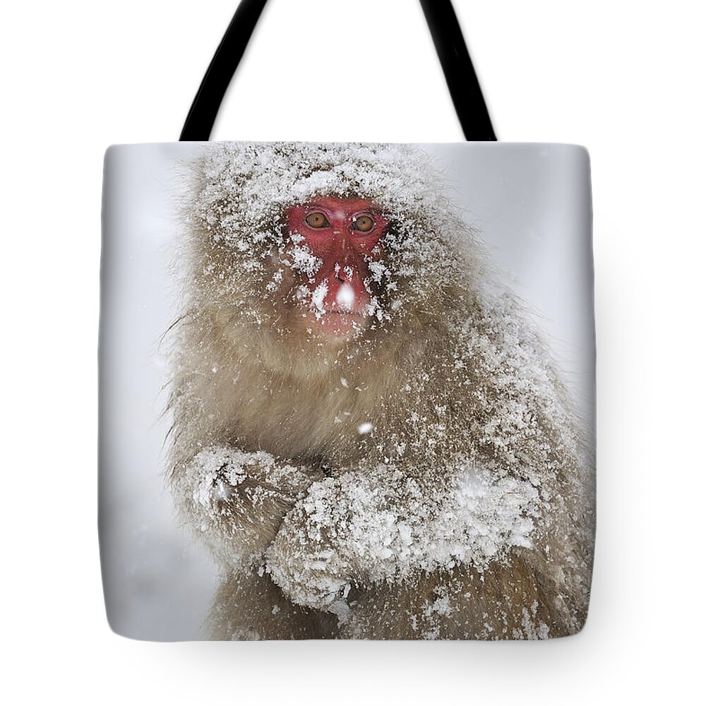 Thomas Marent Tote Bag featuring the photograph Japanese Macaque In Winter Jigokudani by Thomas Marent
