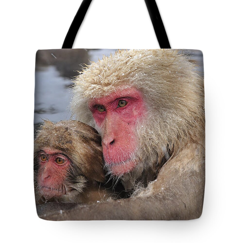 Thomas Marent Tote Bag featuring the photograph Japanese Macaque Mother And Young by Thomas Marent