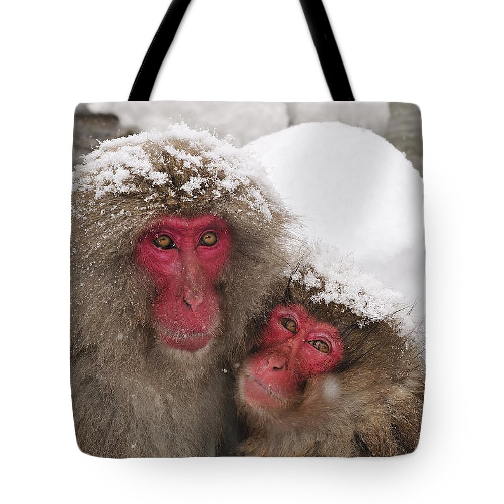 Thomas Marent Tote Bag featuring the photograph Japanese Macaque Pair Jigokudani Nagano by Thomas Marent