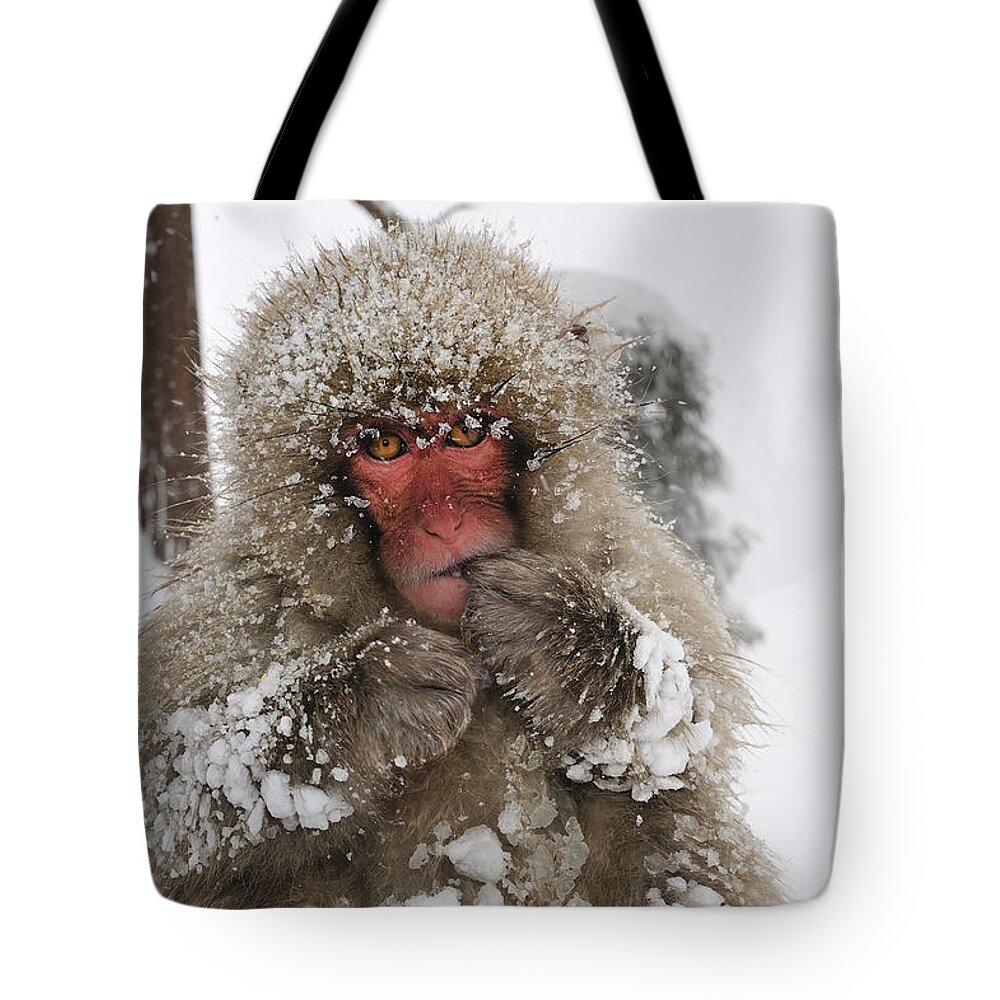 Thomas Marent Tote Bag featuring the photograph Japanese Macaque Young Jigokudani by Thomas Marent
