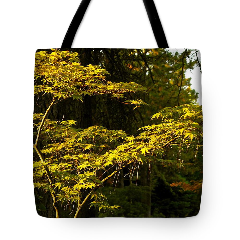 Fall Scene Tote Bag featuring the photograph Japanese Maple in Evening Light by Michele Myers