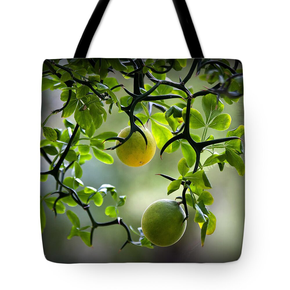 Flying Tote Bag featuring the photograph Japanese Orange Tree by Farol Tomson