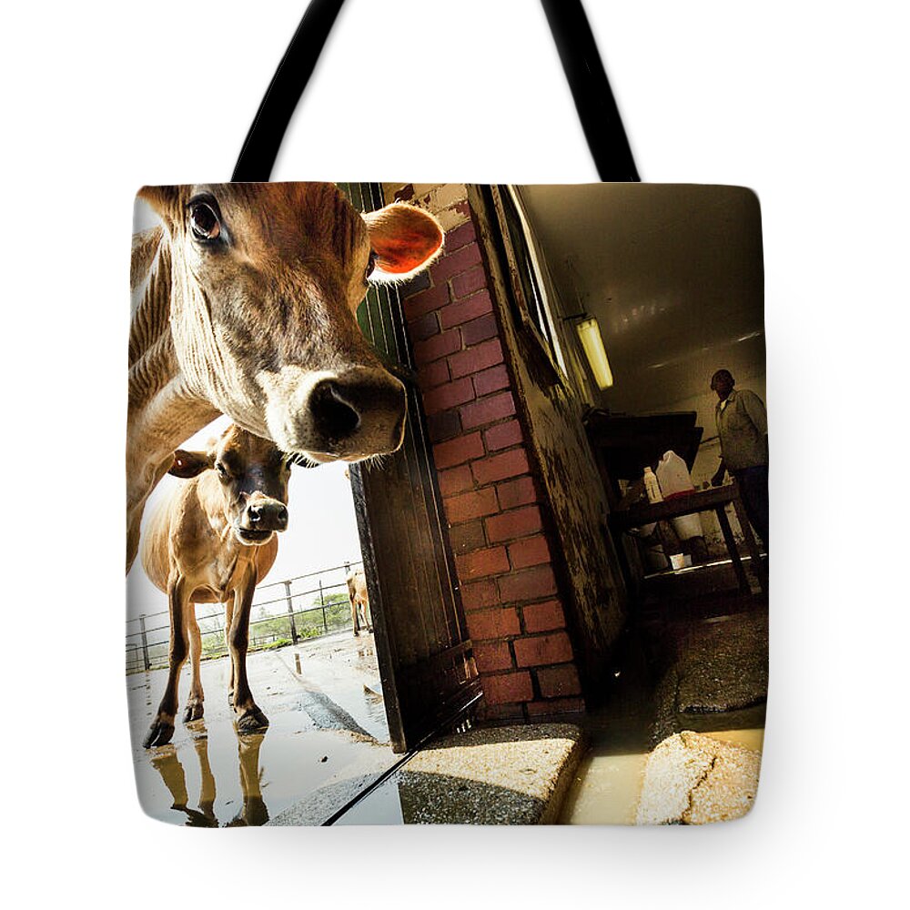 Mature Adult Tote Bag featuring the photograph Jersey Cows On An Organic Dairy Farm by Matt Mawson