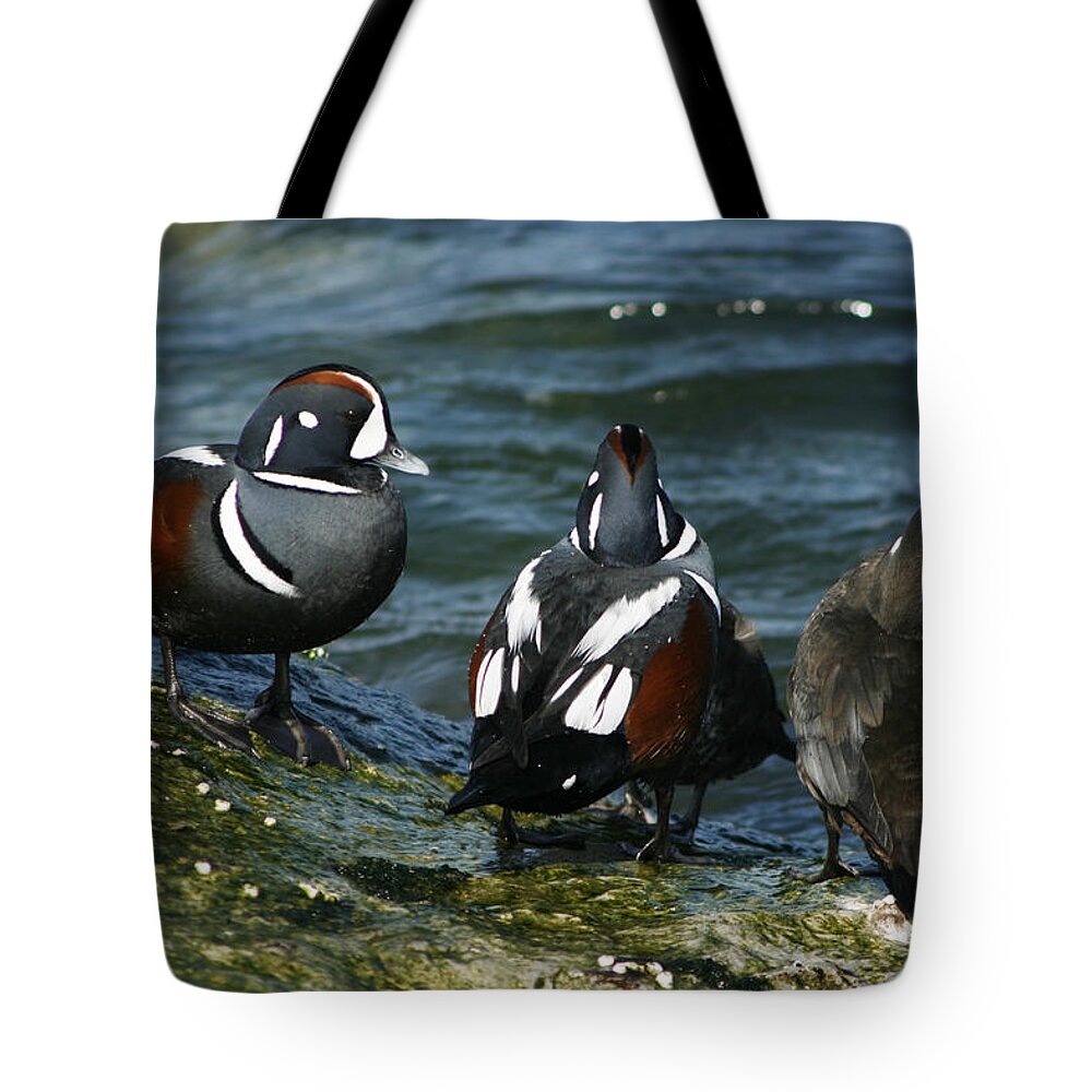 Histrionicus Tote Bag featuring the photograph Jesters of the Sea by Kristia Adams