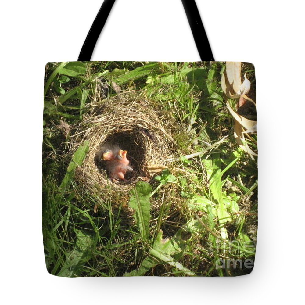 Junco Birds In Grass Tote Bag featuring the photograph Junco Nest In The Lawn by Kym Backland