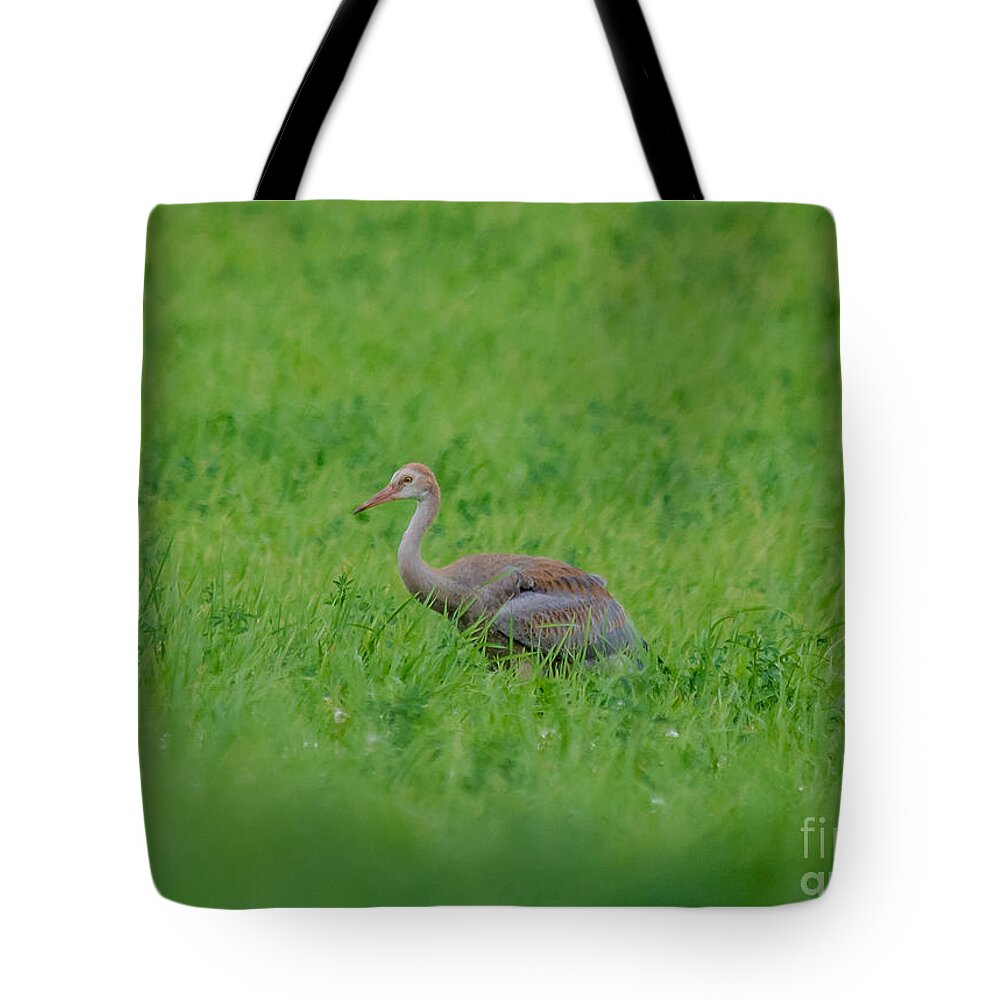 Field Tote Bag featuring the photograph Junior Crane by Cheryl Baxter