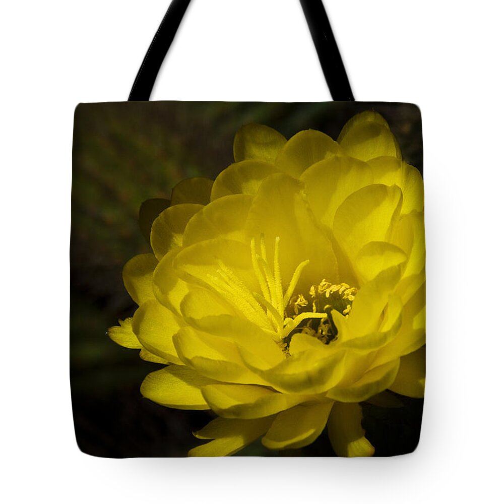 Yellow Cactus Flower Tote Bag featuring the photograph Just Call Me Mellow Yellow by Saija Lehtonen