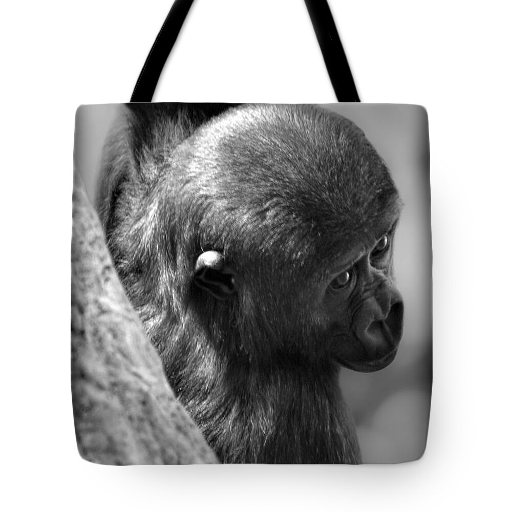 Eyes Tote Bag featuring the photograph Just Hang'in by Adam Olsen
