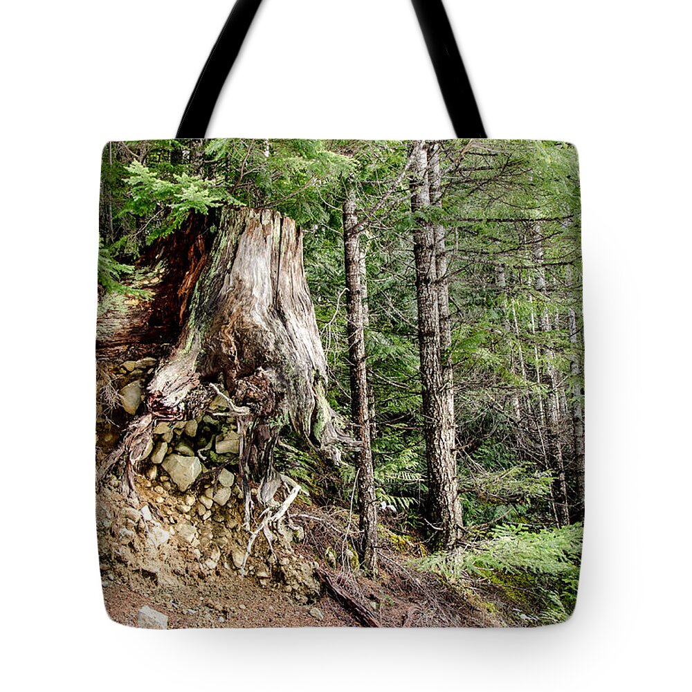 Backroad Tote Bag featuring the photograph Just Hanging On Old Growth Forest Stump by Roxy Hurtubise