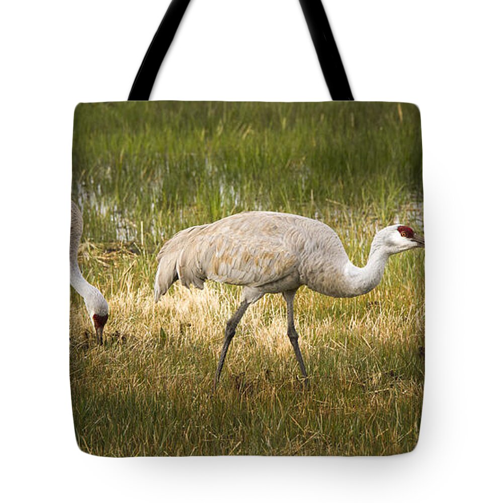Sandhill Crane Tote Bag featuring the photograph Just Poking Around by Jean Noren