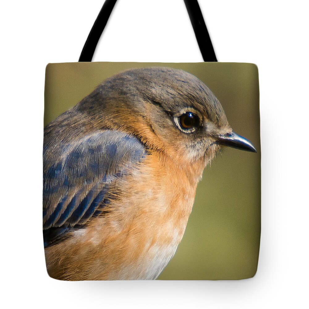 Female Eastern Bluebird Tote Bag featuring the photograph Just want to be pretty today by Robert L Jackson