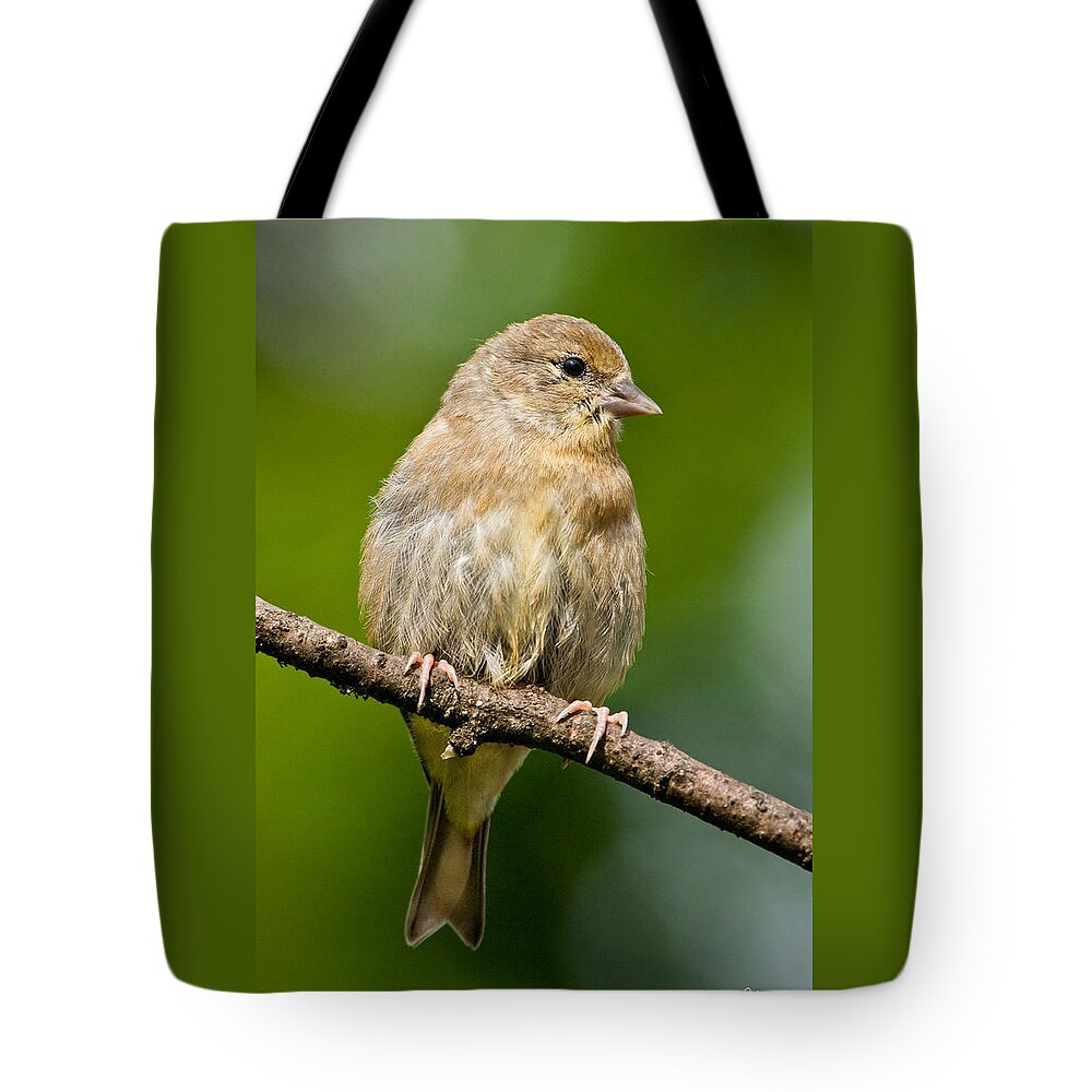 American Goldfinch Tote Bag featuring the photograph Juvenile American Goldfinch by Jeff Goulden