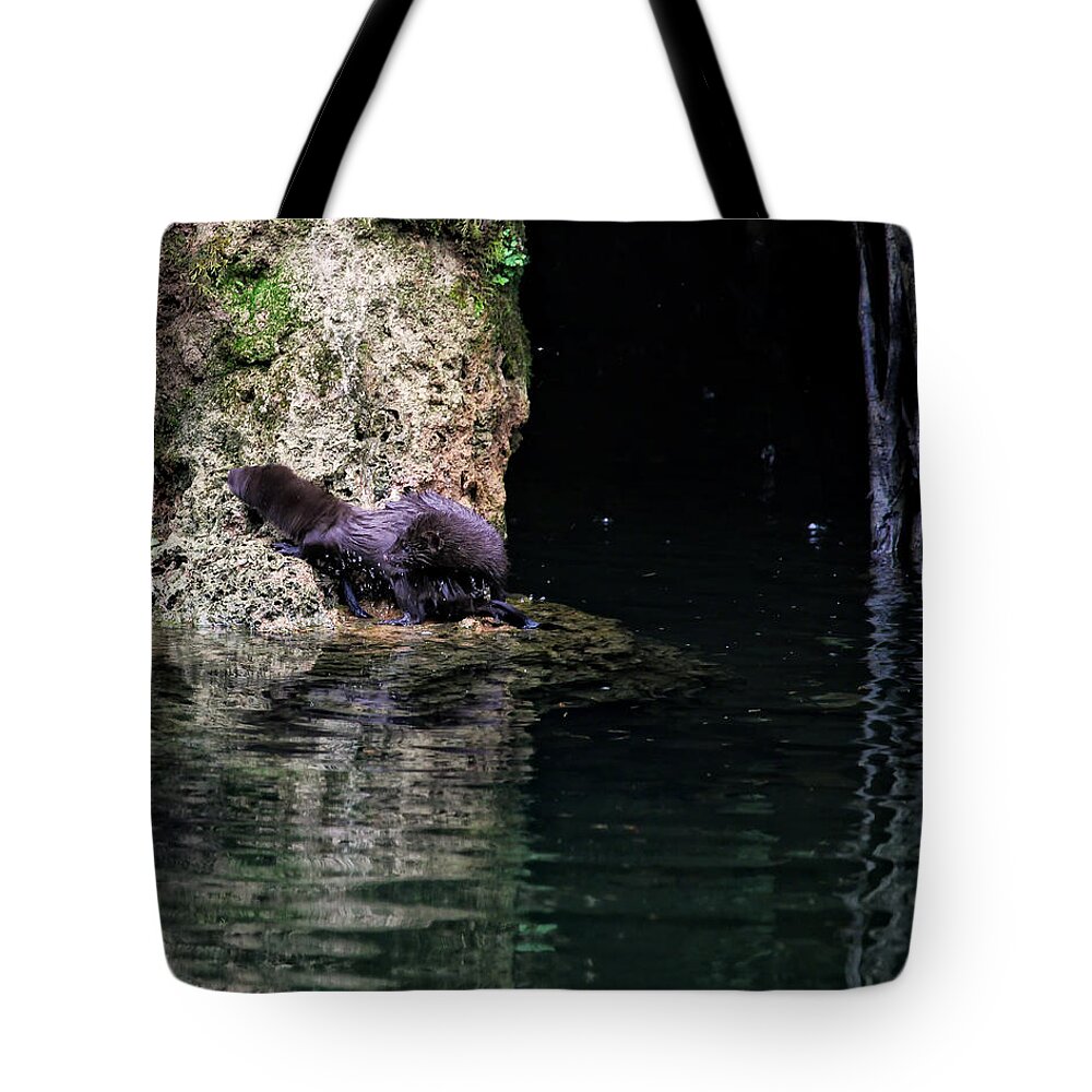 Mink Tote Bag featuring the photograph Juvenile Mink at Cove Creek by Michael Dougherty