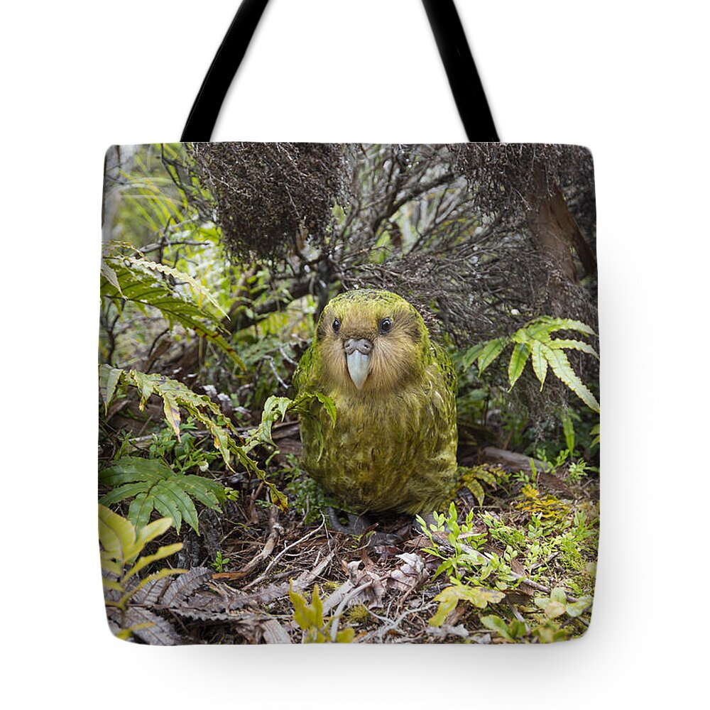 Tui De Roy Tote Bag featuring the photograph Kakapo Male In Forest Codfish Island by Tui De Roy