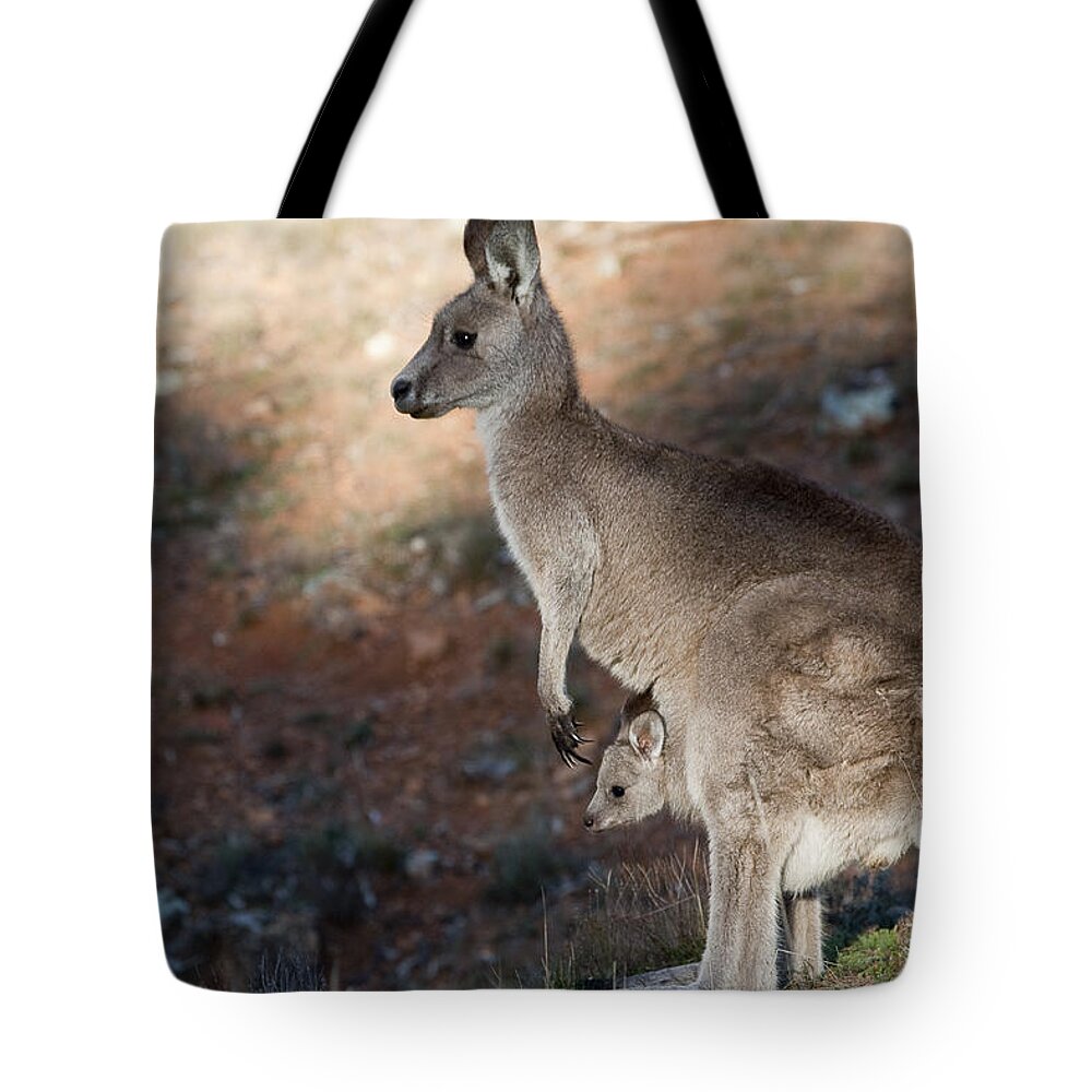 Australia Tote Bag featuring the photograph Kangaroo and joey by Steven Ralser