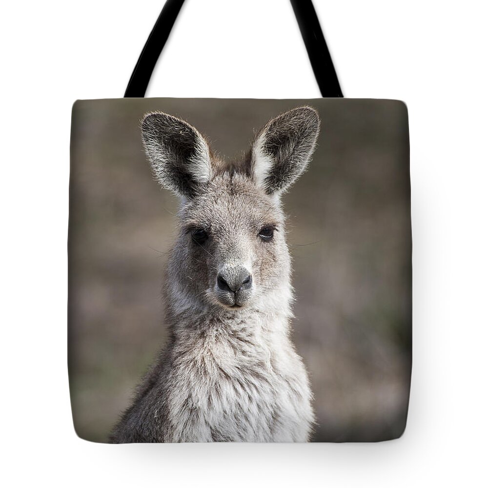 Australia Tote Bag featuring the photograph Kangaroo by Steven Ralser