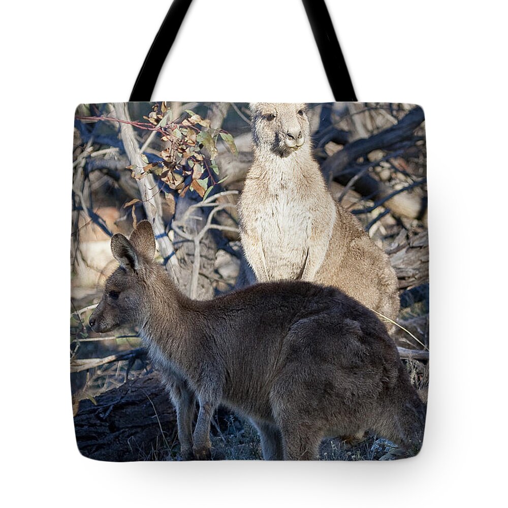 Australia Tote Bag featuring the photograph kangaroos - Australia by Steven Ralser