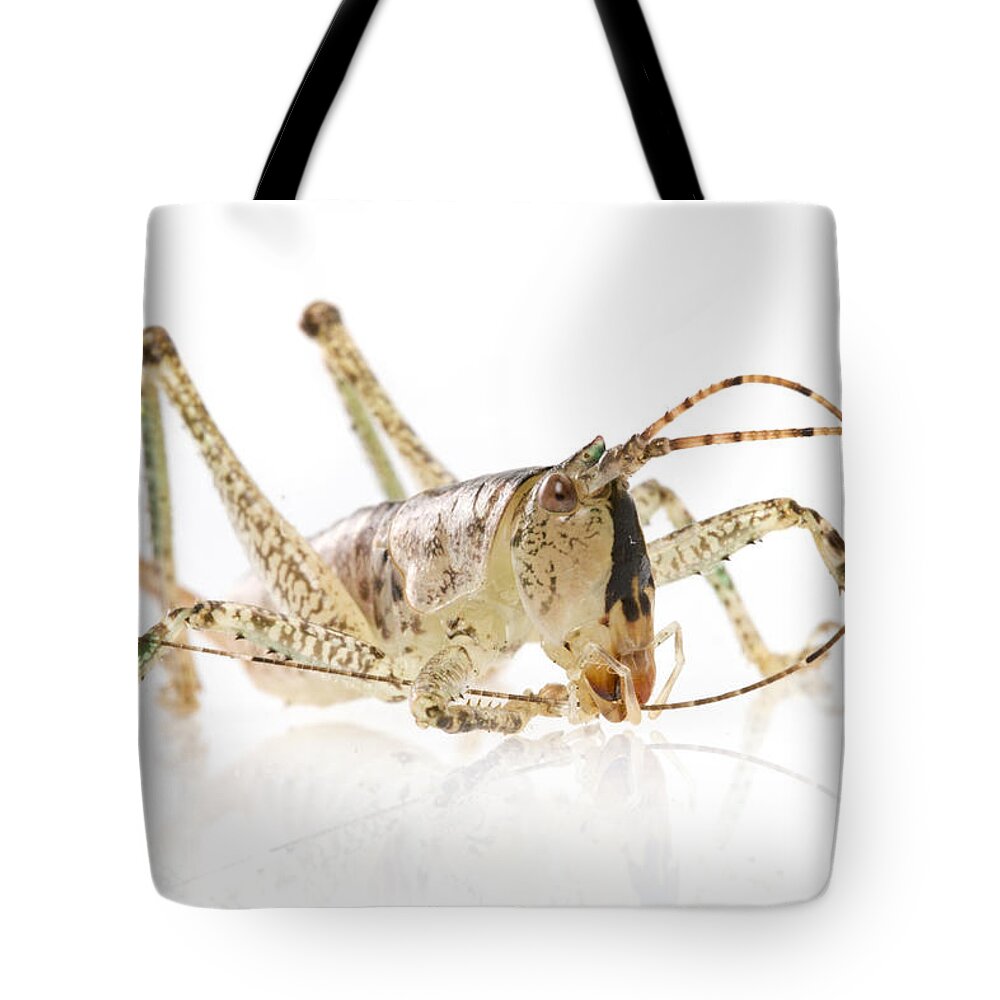 496592 Tote Bag featuring the photograph Katydid Grooming Gorongosa Mozambique by Piotr Naskrecki